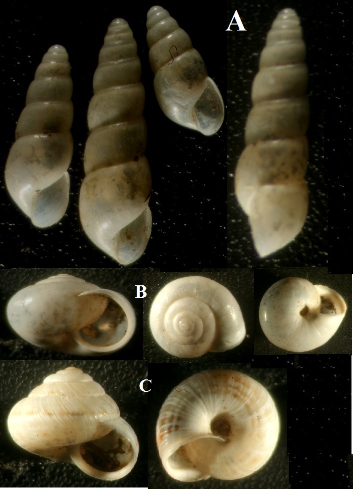 land shells ID